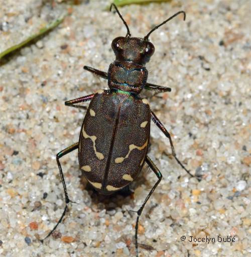 Photo d'une cicind�le � douze points (Cicindella duodecimguttata)