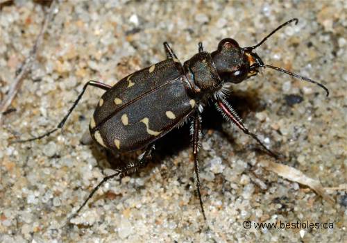 Photo d'une cicind�le � douze points