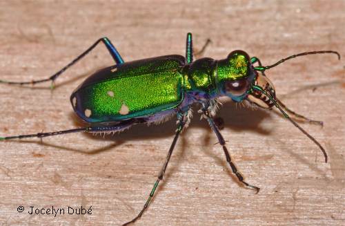 Photo de Cicind�le � six points (Cicindela sexguttata)
