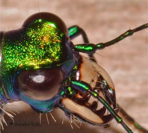 T�te et mandibules d'une cicind�le