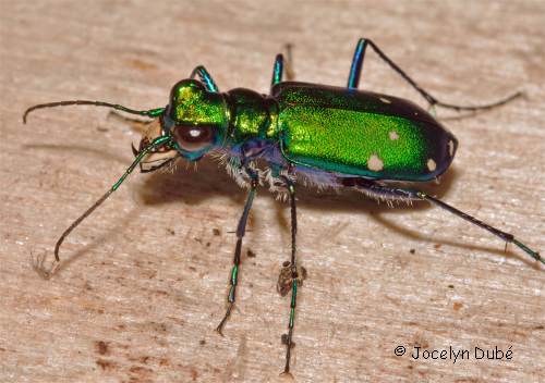 Photo d'un insecte de la famille Cicindelidae (Cicindela sexguttata)