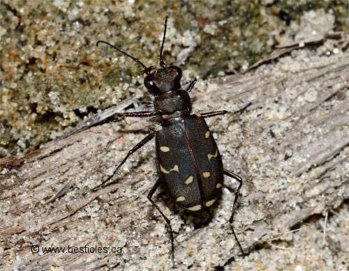 Photo d'une cicind�le � 12 points (Cicindella duodecimguttata)