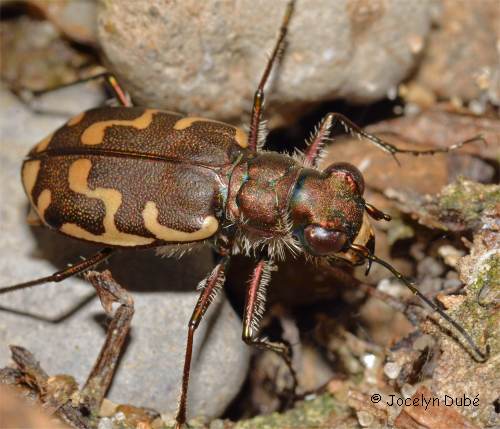 Cicind�le commune (Cicindella repanda)