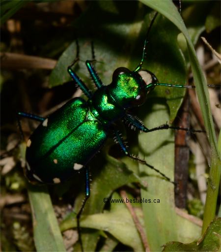Photo d'une cicind�le � six points dans l'herbe