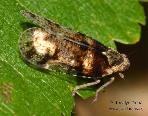 Photo de Cixius nervosus (Fulgoridea)