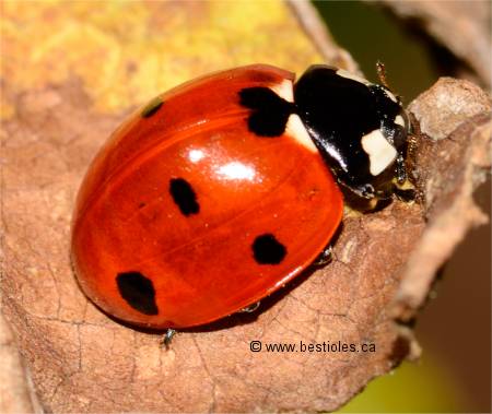 Photo de coccinelle � 7 points - Coccinella septempunctata