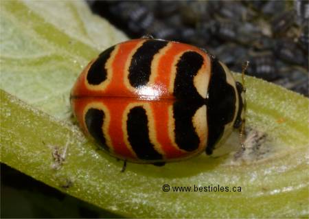 Photo de Coccinelle � bandes transversales - Coccinella transversoguttata