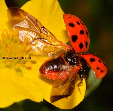 Photo de coccinelle asiatique - Harmonia axyridis