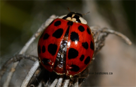 Photo d'un col�opt�re (coccinelle)