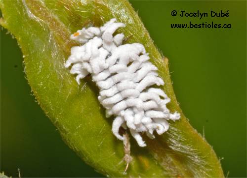 Cochenille (Coccoidea)