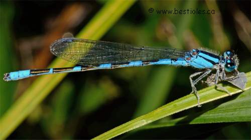 Coenagrionidae