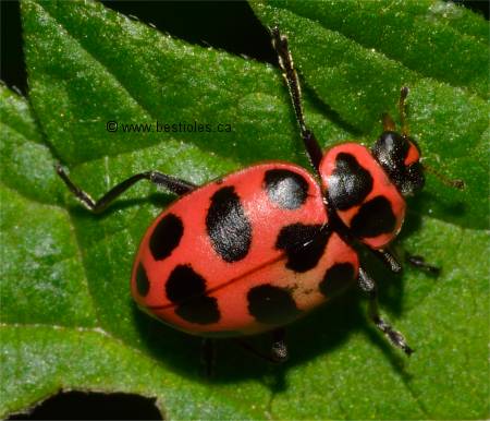 Photo de coccinelle macul�e - Coleomegilla maculata
