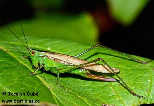 Conocephallinae femelle