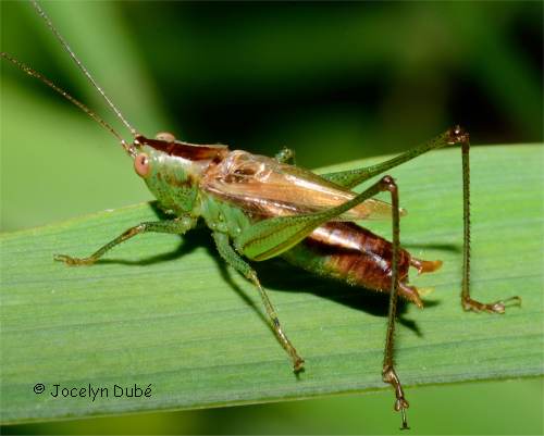 Conoc�phalin�s (Conocephalinae)