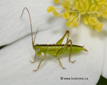 Photo d'un petit orthopt�re (conocephalus-fasciatus)