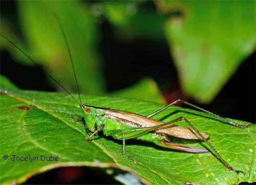 Photo d'un ensif�re (conocephalus)