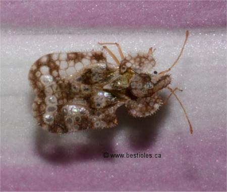 Photo de punaise r�ticul�e du chrysanth�me (Corythucha marmorata)