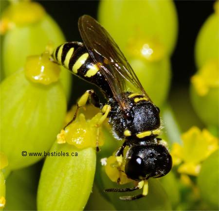 Photo de Crabro monticola