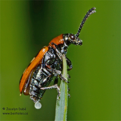 Crioc�re de l'asperge (Crioceris asparagi)