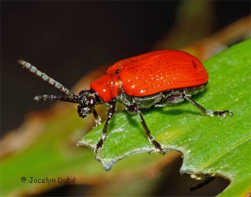 Photo d'un crioc�re du lis