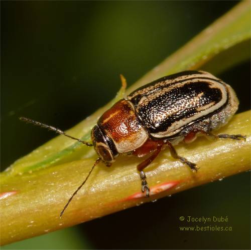 Cryptoc�phale � deux bandes