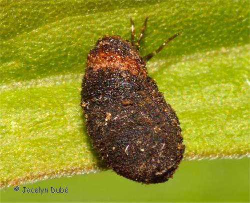 Phot de larve de Cryptocephalinae