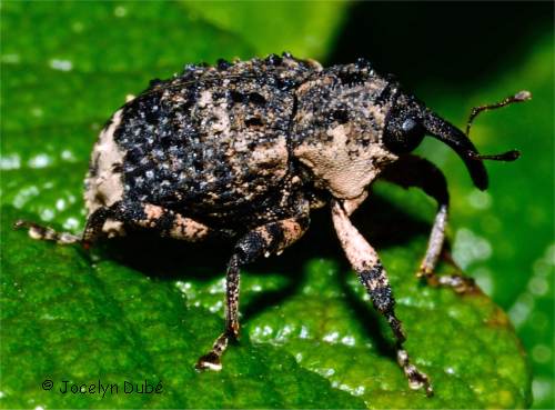 Charan�on du saule, Cryptorhynchus lapathi (Cryptorhynchinae)