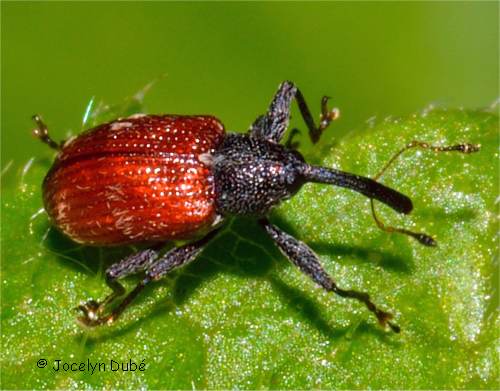 Insecte de la famille Curculionidae (Anthonomus haematopus)