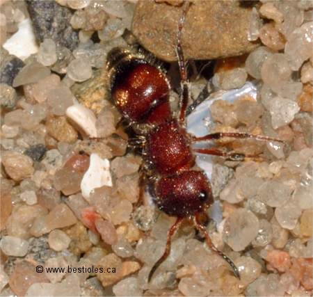 Photo de fourmi de velours (Dasymutilla)