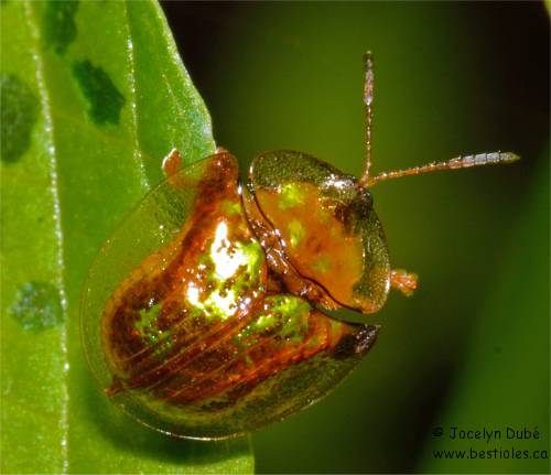 Photo d'une petite casside tachet�e de teinte orang�e