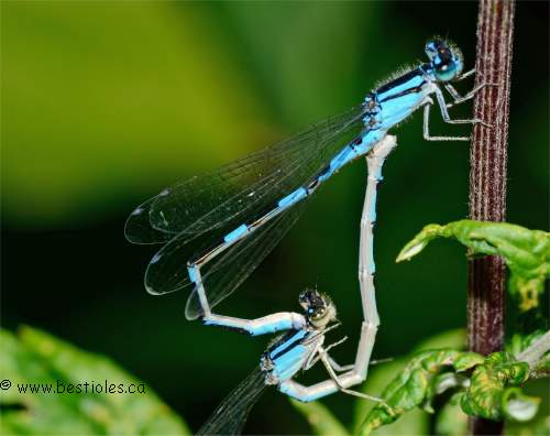 Accouplement de demoiselles