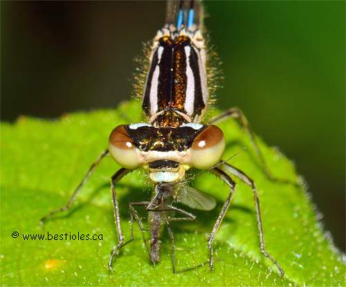 zygoptera