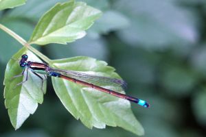 Photo de demoiselle