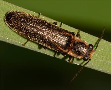 Photo de Denticollis denticornis