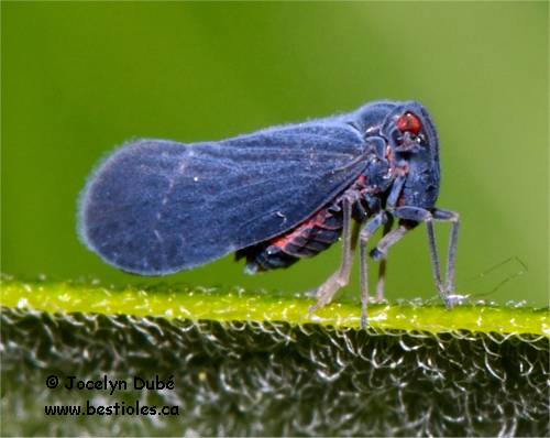 Photo de Cedusa (Derbidae)