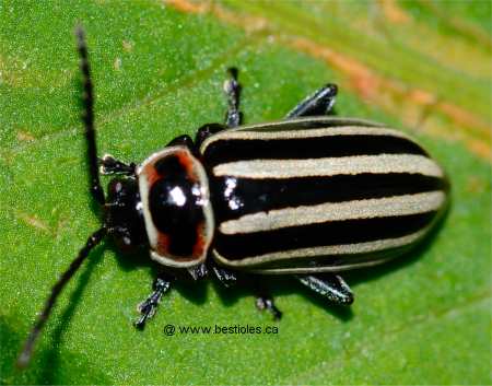 Photo d'une altise (disonycha pensylvanica)