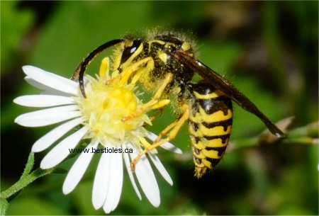 Photo d'une gu�pe jaune - Dolichovespula arenaria