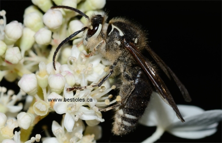 Photo d'une gu�pe � taches blanches - Dolichovespula maculata