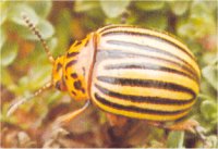 Photo de doryphore - photo de bibite � patate