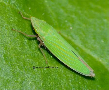 Photo d'une cicadelle (Draeculacephala zeae)