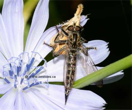 Photo d'asilide qui a captur� une mite (Efferia albibarbis)