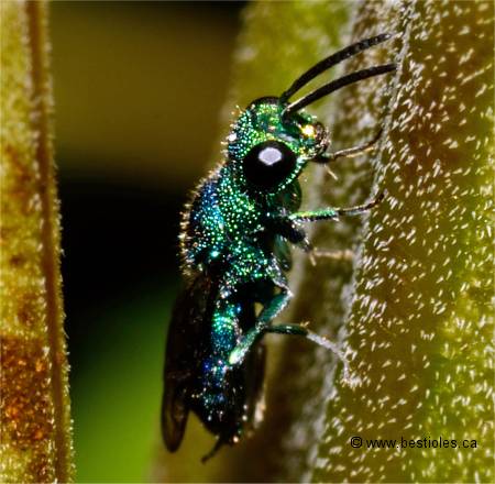 Photo d'elampe (Elampus)