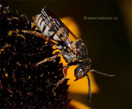 Photographie d'Epeolus