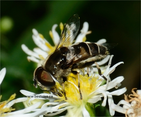 Photo d'Eristalis dimidiata