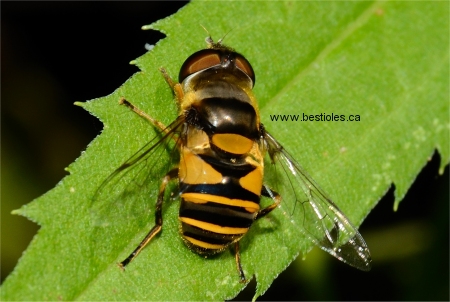 Photo d'Eristalis transversa