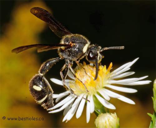 Eum�nes (Eumenes fraternus)