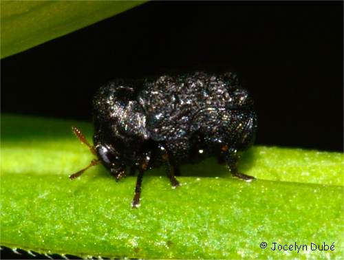 Photo d'exema canadensis