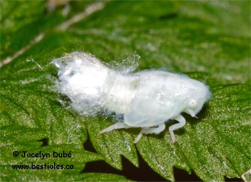 Photo de nymphe de la famille Flatidae