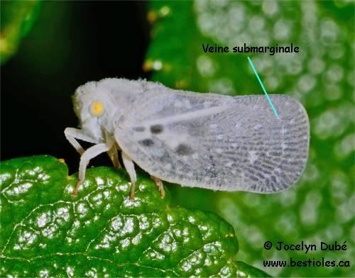 Photo de flatid�s (Flatidae)