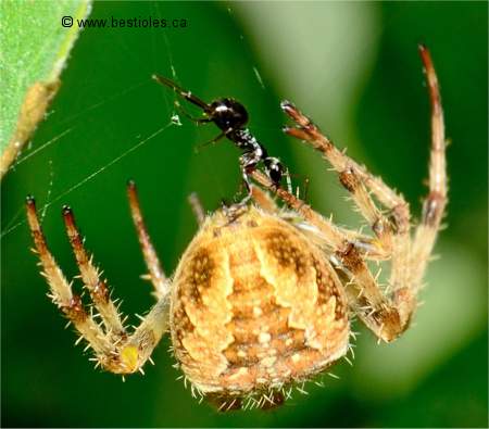 Photo d'une fourmi qui mord une araign�e